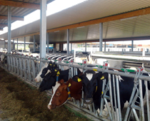Investitionsbetreuung Milchviehstall
