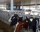 Milchvieh-Stall